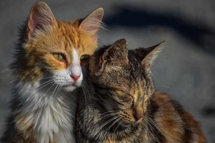 愛猫がいなくなると何も手につかなくなるという人は多いことでしょう。完全室内飼いでない猫は外をパトロールします。外出した猫が帰ってこなくなってしまった場合、どんな対策をとればいいのでしょうか。猫が帰ってこない原因を、帰ってこない期間別にご紹介します。