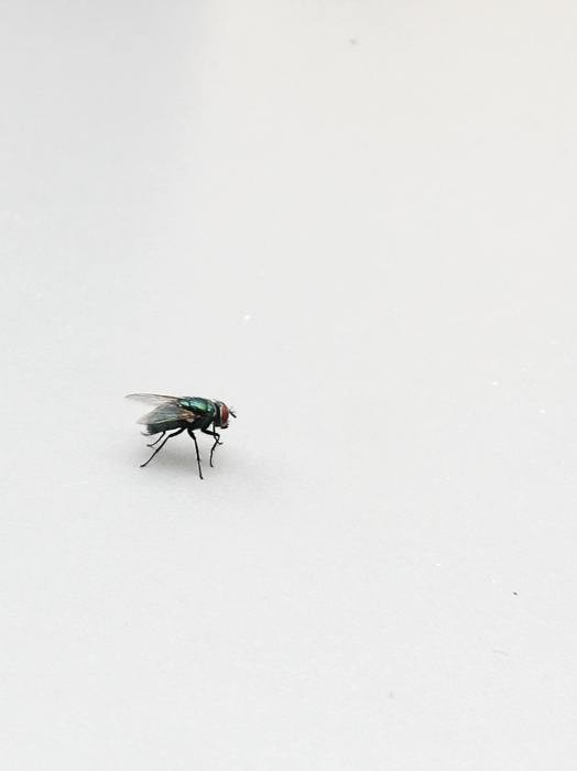 コバエが室内を飛び回るのは不快です。コバエは人に害は与えませんが気持ちが悪いです。そのコバエは煩雑に卵を産んで増えてしまいます。今回は不快なコバエが大量発生しないよう、卵を産ませない対策とコバエの卵の駆除方法を、コバエの成虫の駆除と合わせて紹介しました。