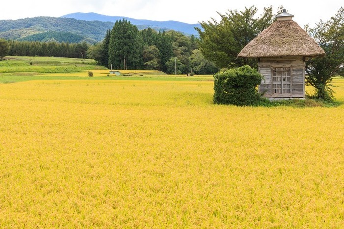 【種類別】新米の美味しい炊き方・コツ・道具｜水の量