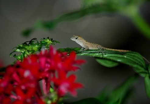 【種類別】ヤモリの寿命・飼育した時の寿命と冬眠・餌の関係