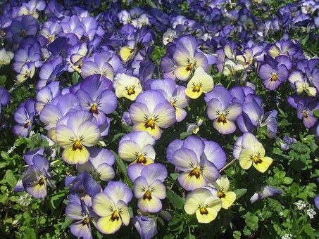 ビオラと相性の良い植物8選｜ビオラとの寄せ植えの8つのコツ