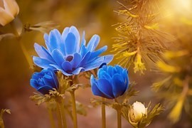 【種類別】アネモネの育て方｜種・球根から/鉢植え・地植え