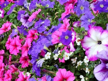 【種類別】ペチュニアの育て方｜種から/地植え・プランター