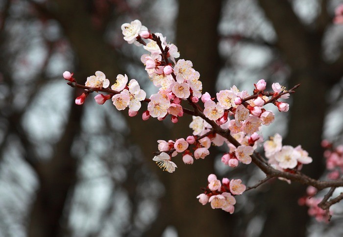 梅の花言葉4個｜主要な梅4種類・「梅」が使われる言葉2つ