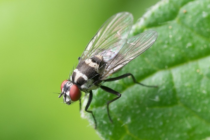 コバエに効く蚊取り線香の種類・効果｜カブトムシ/効かない
