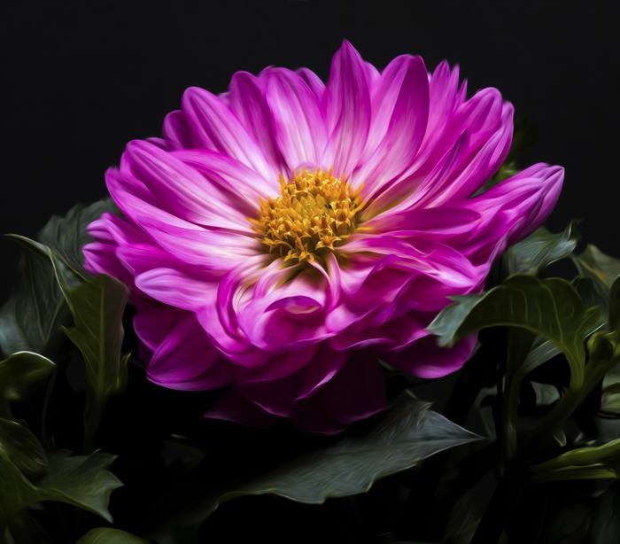 花の名前の女の子は可愛い・いつの時代もな花の名前200選