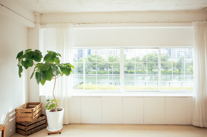 【種類別】ユーカリの育て方｜種/苗/鉢植え/室内/枯れる
