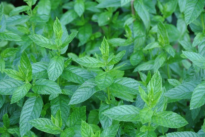 虫よけにハッカ油・虫除け・虫刺されへの効果