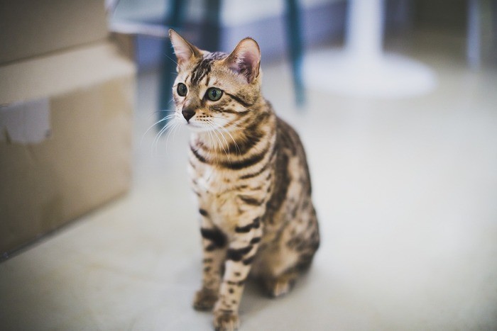猫のかぶりもの「かわいいかわいいねこキャンディちゃん」全6種