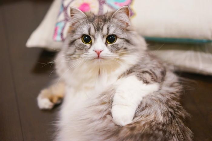 猫のダニの取り方と効果的な予防方法・寄生するダニの種類
