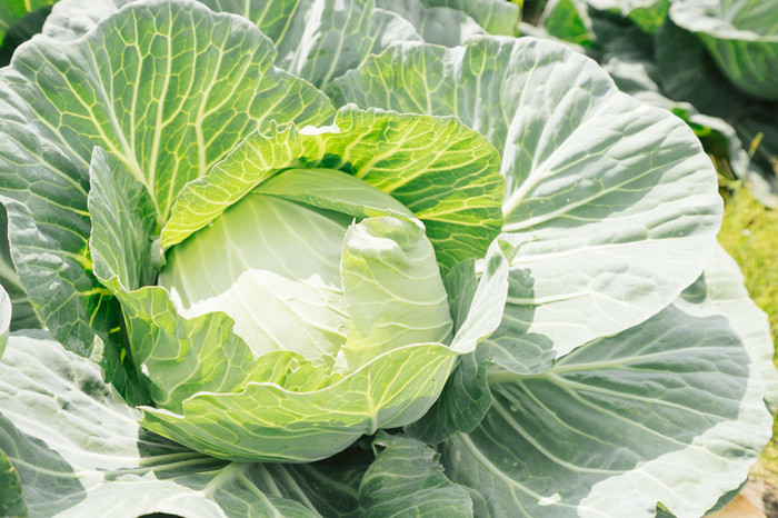 【調理法別】キャベツの食物繊維の量・種類｜加熱/少ない