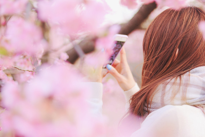 桜の種類の見分け方・桜の名前・有名・花言葉・おすすめ図鑑