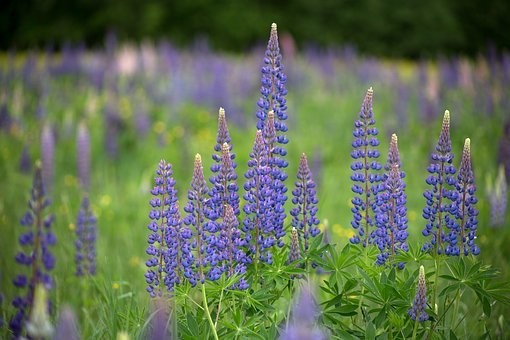 【種類別】ルピナスの育て方｜種まき/苗/プランター/鉢植え