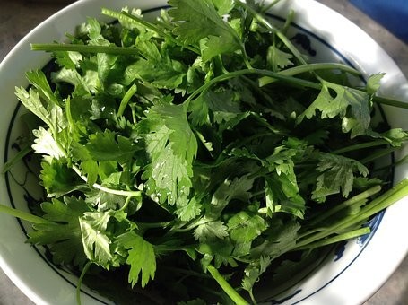 パクチーの育て方・室内・水耕栽培・種・苗・畑｜間引き/花