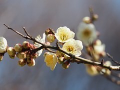 梅の花の種類別名前と種類の見分け方｜梅の実/梅干し/木