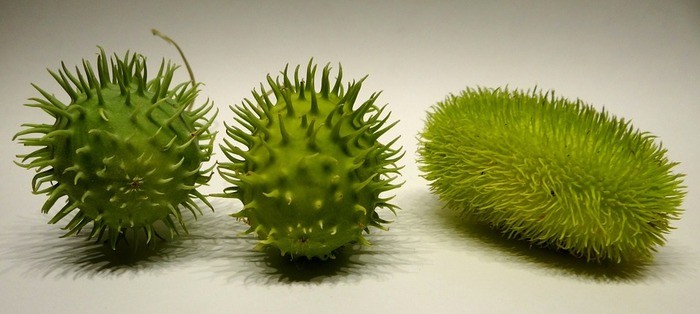 テッポウウリの特徴6つ｜種子が爆発して飛び出す植物5つ