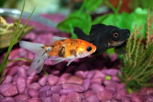 品種別金魚の種類と特徴｜飼育の注意点と金魚の値段相場
