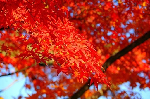 【種類別】もみじの育て方｜挿し木/剪定/肥料/苔玉/ミニ盆栽