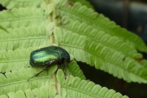 カナブンの幼虫の特徴・駆除方法・飼育方法・見分け方｜エサ