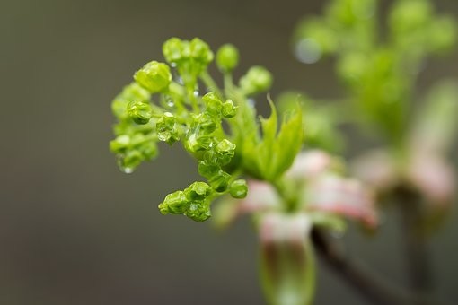 【種類別】山椒の育て方｜種/苗/鉢植え/枯れる/剪定/挿し木