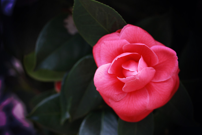 【種類別】椿の育て方・植え替え方法｜種・苗木から/プランター