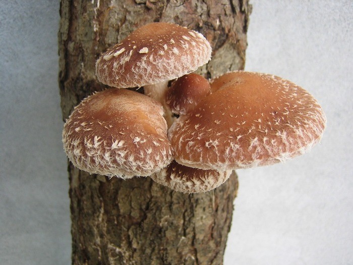 しいたけの切り方5種類｜料理によって切り分けよう！