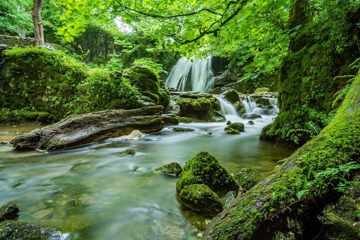 苔の種類と種類別の育て方・見分け方と図鑑