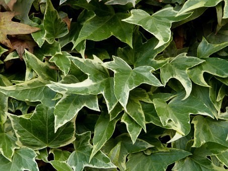 【種類別】アイビーの育て方・鉢植え・地植え｜スウェディッシュ