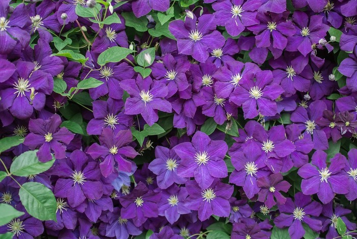 クレマチスの花言葉4つ・クレマチスのの種類/品種