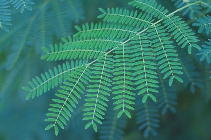 ベランダガーデニングに観葉植物10個｜メリット3つ