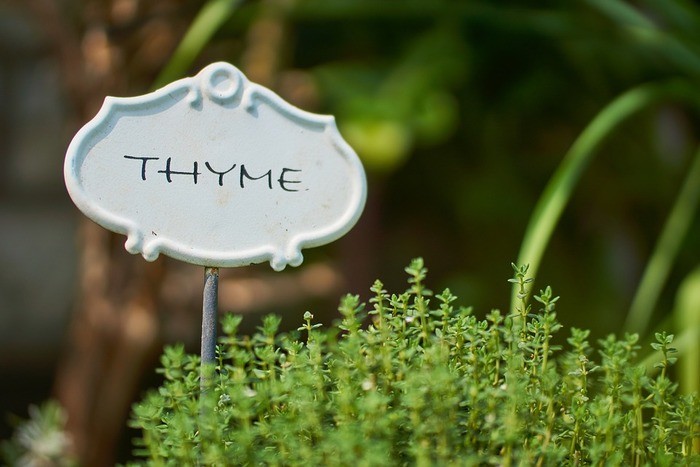 【種類別】タイムの育て方｜種/苗/鉢植え/プランター