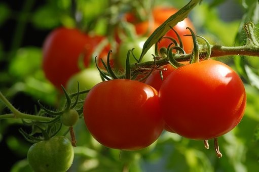 【種類別】トマトの育て方｜種・苗から/プランター・地植え