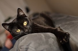 猫がよく鳴く原因と対処法｜甘え/発情期/高齢/病気/妊娠