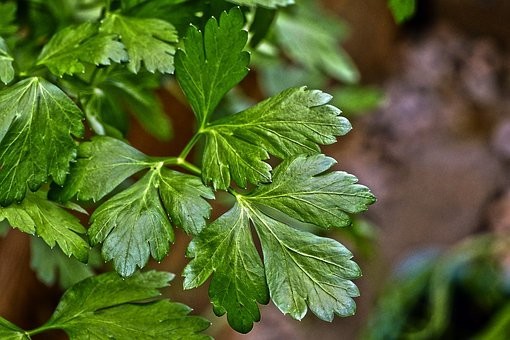 イタリアンパセリの育て方｜室内/種/苗/鉢植え/プランター