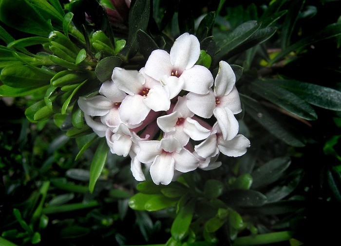 【種類別】沈丁花の育て方・病気・鉢植え・班入り｜盆栽/前島