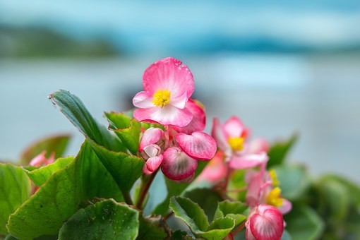 ベゴニアの花言葉4つ｜色別の花言葉4つ・品種3つ/特徴