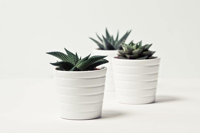 多肉植物を上手に増やそう！｜3つの増やし方とポイントを解説
