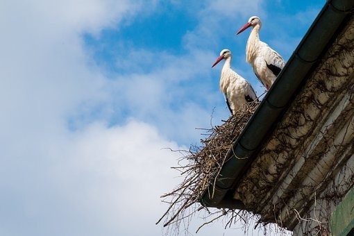 「赤ちゃんはコウノトリが運んでくる」の由来・なぜコウノトリか