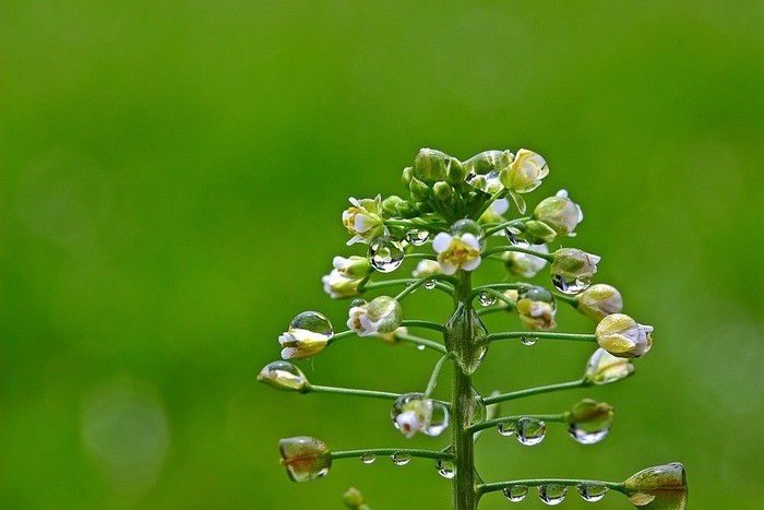 雑草の名前を調べる方法・特徴別の雑草の名前｜庭/道端