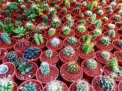 サボテンの水栽培のやり方・失敗する原因と対処法・カビ予防法