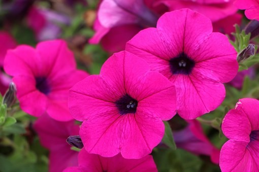 ペチュニアの花言葉5個｜色別/種類別の花言葉4個