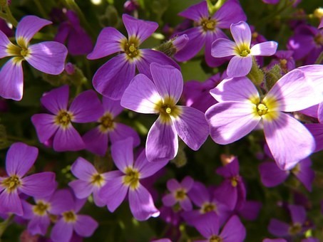 【種類別】芝桜の育て方｜増やし方/種/苗/プランター/肥料