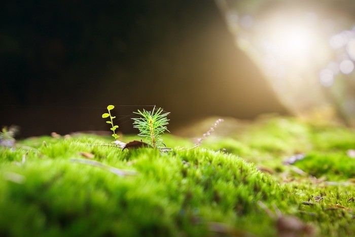 【場所別】苔の種類・育て方と見分け方｜道端/庭/水槽