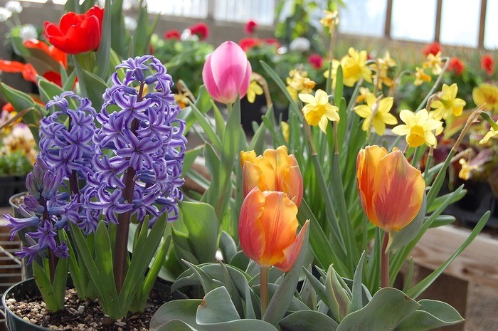 春に花咲く球根10選｜秋に植えて春に咲かせよう