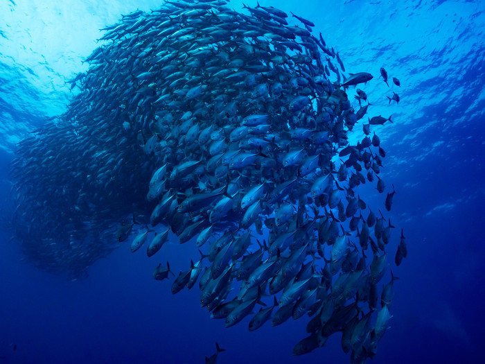 メッキという魚をご存知でしょうか。釣りやスキューバダイビングの愛好家の間では人気の高い魚として知られ、食用としても用いられています。しかし、その一方で「鳴く」などといった妙な話もある魚です。今回は魚のメッキについて色々とご紹介していきます。