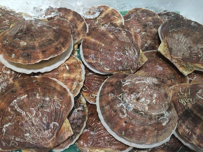 【地域別】貝の種類・潮干狩りの貝の種類｜食用・お刺身用