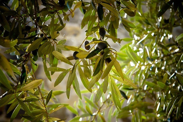 【種類別】オリーブの育て方・鉢植え・地植え｜室内/屋外