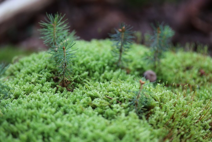 苔テラリウムの作り方と育て方｜8つのポイントを解説します！