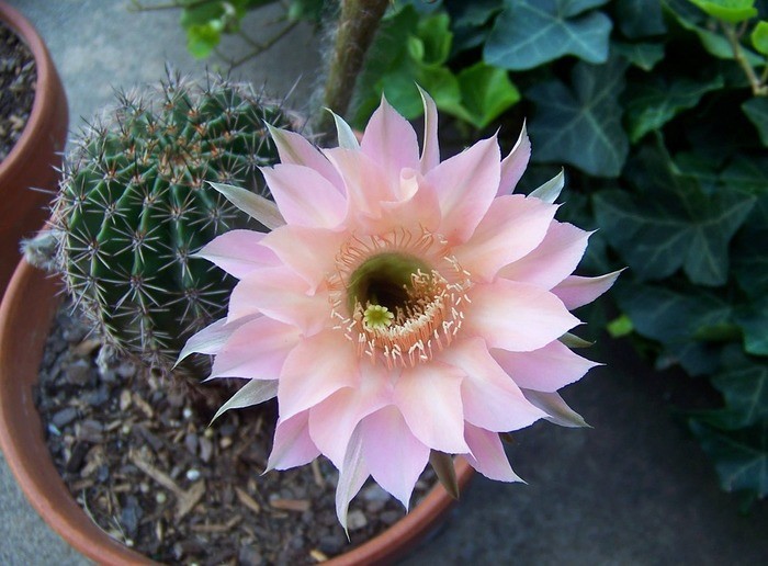 花咲くサボテンの種類・時期・咲いた後どうなるか・花屋