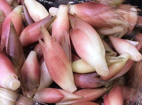 みょうがの育て方・収穫の仕方｜苗から/プランター・地植え